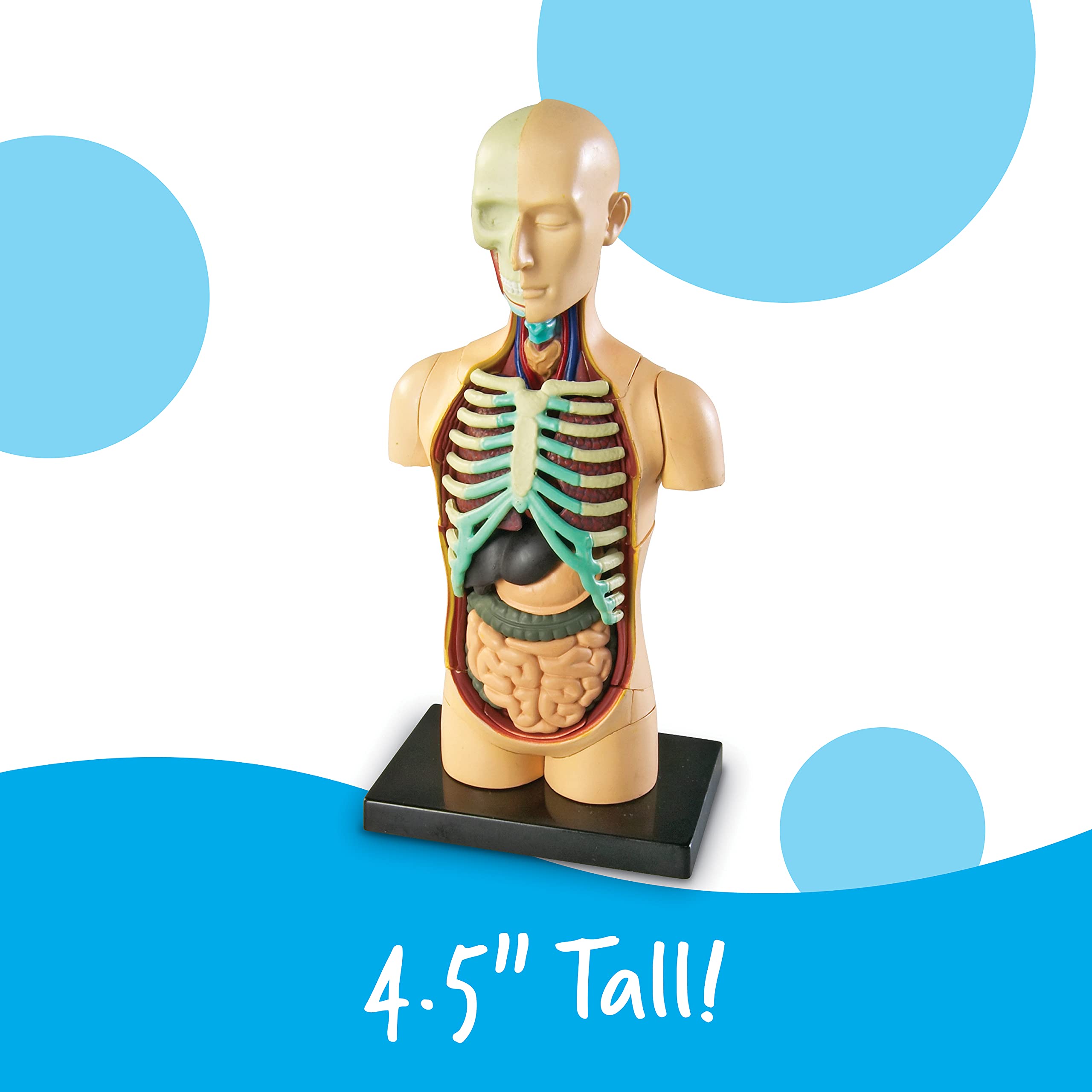 Foto 5 | Herramientas De Demostración En El Aula De Ciencias Recursos De Aprendizaje Modelo Del Cuerpo Humano - Venta Interna