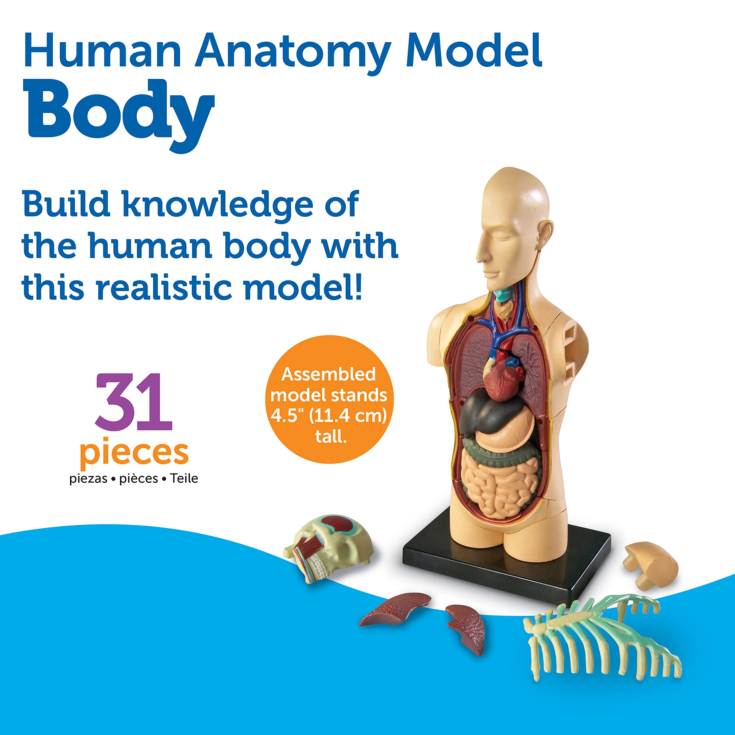 Foto 6 | Herramientas De Demostración En El Aula De Ciencias Recursos De Aprendizaje Modelo Del Cuerpo Humano - Venta Interna