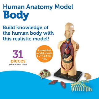 Foto 6 | Herramientas De Demostración En El Aula De Ciencias Recursos De Aprendizaje Modelo Del Cuerpo Humano - Venta Interna