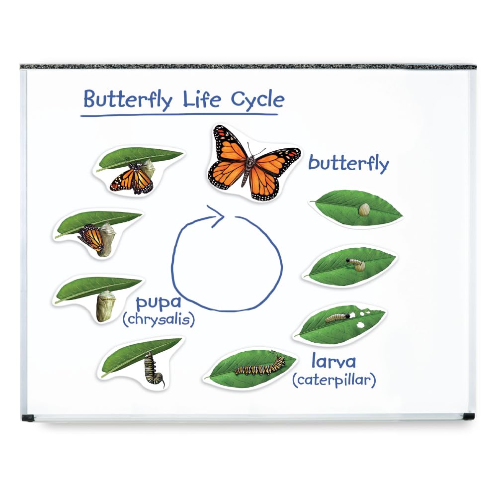 El Ciclo De Vida De La Mariposa Magnética Ayuda A La Enseñanza Y Recursos De Aprendizaje - Venta Internacional.