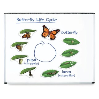Foto 1 | El Ciclo De Vida De La Mariposa Magnética Ayuda A La Enseñanza Y Recursos De Aprendizaje - Venta Internacional.