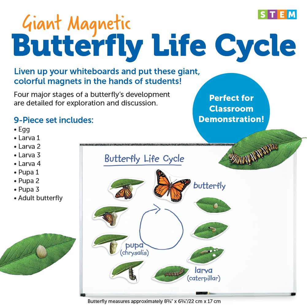 Foto 5 pulgar | El Ciclo De Vida De La Mariposa Magnética Ayuda A La Enseñanza Y Recursos De Aprendizaje - Venta Internacional.