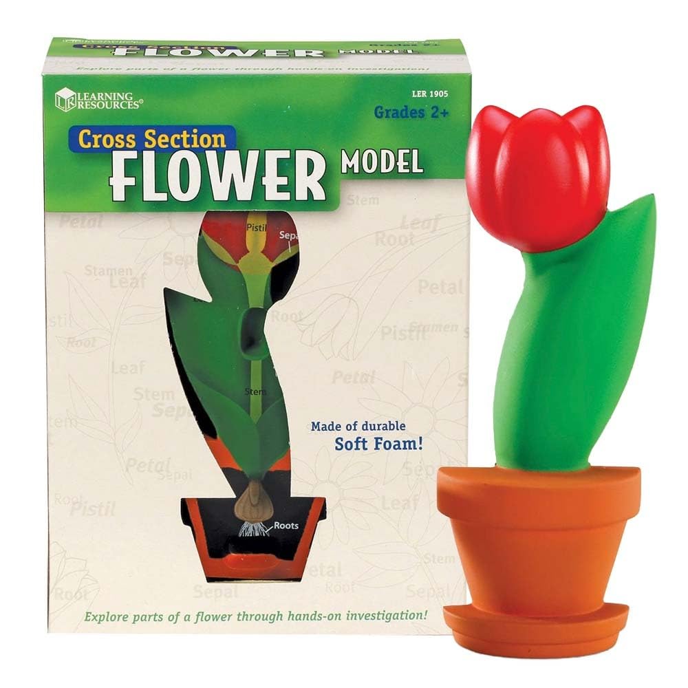 Espuma Para Aula Con Sección Transversal De Flower Model Learning Resources - Venta Internacional.