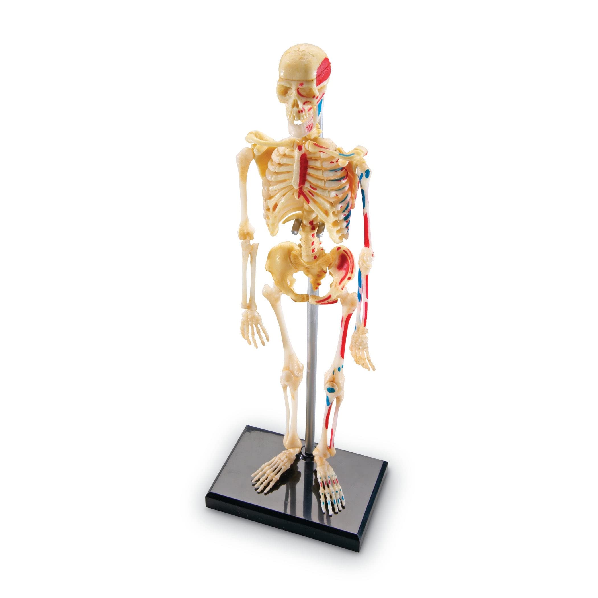 Miniatura De Skeleton Model Learning Resources, 41 Piezas, 23 Cm - Venta Internacional.