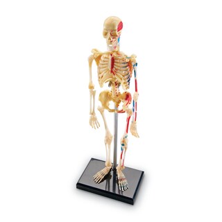 Foto 1 | Miniatura De Skeleton Model Learning Resources, 41 Piezas, 23 Cm - Venta Internacional.