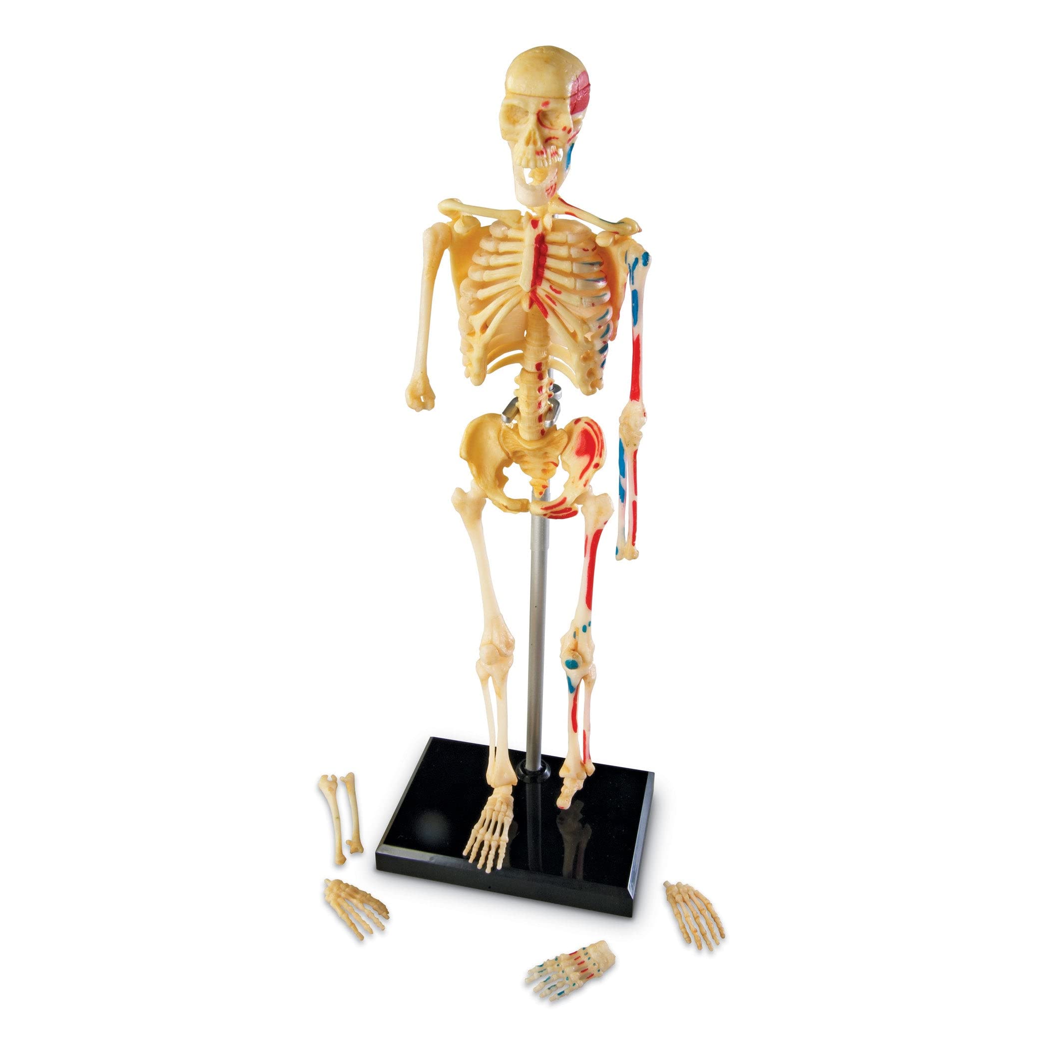 Foto 4 pulgar | Miniatura De Skeleton Model Learning Resources, 41 Piezas, 23 Cm - Venta Internacional.