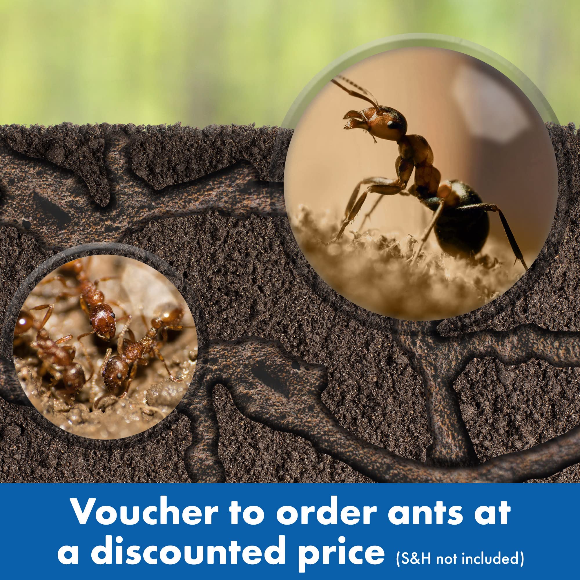 Foto 5 | Información Educativa Sobre Ant Factory Geosafari Con Arena Y Hormigas Vivas - Venta Internacional.