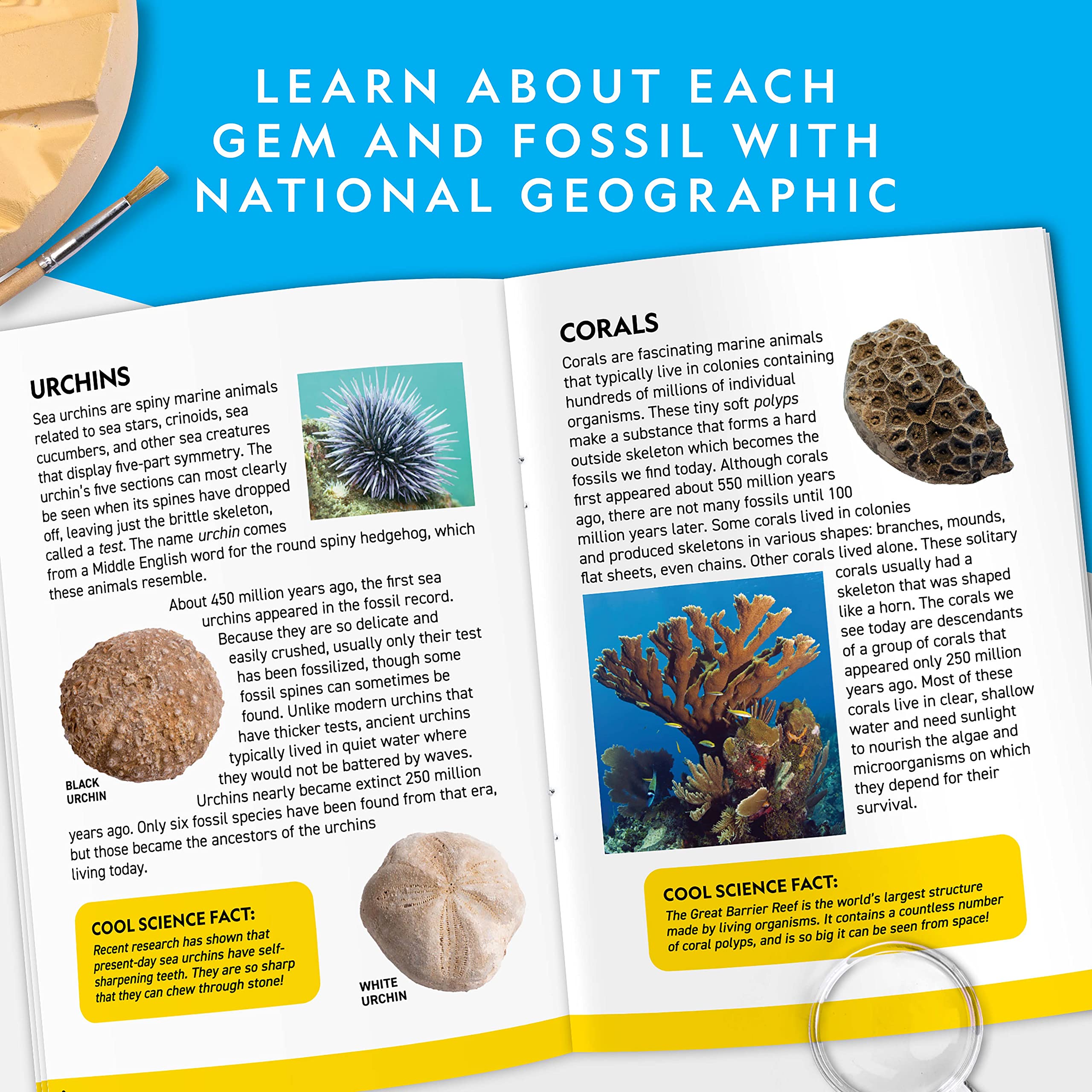 Foto 5 | Kit Científico National Geographic Mega Excavación De Fósiles Y Piedras Preciosas - Venta Internacional.