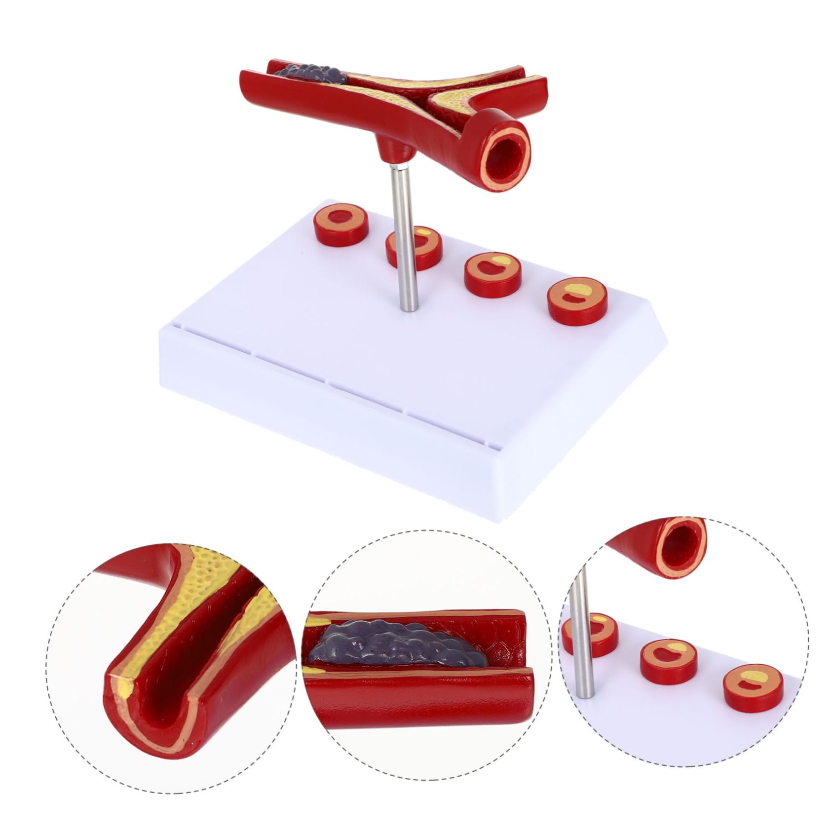 Foto 4 | Modelo Cardiovascular Anatómico Médico De Vasos Sanguíneos - Venta Internacional.