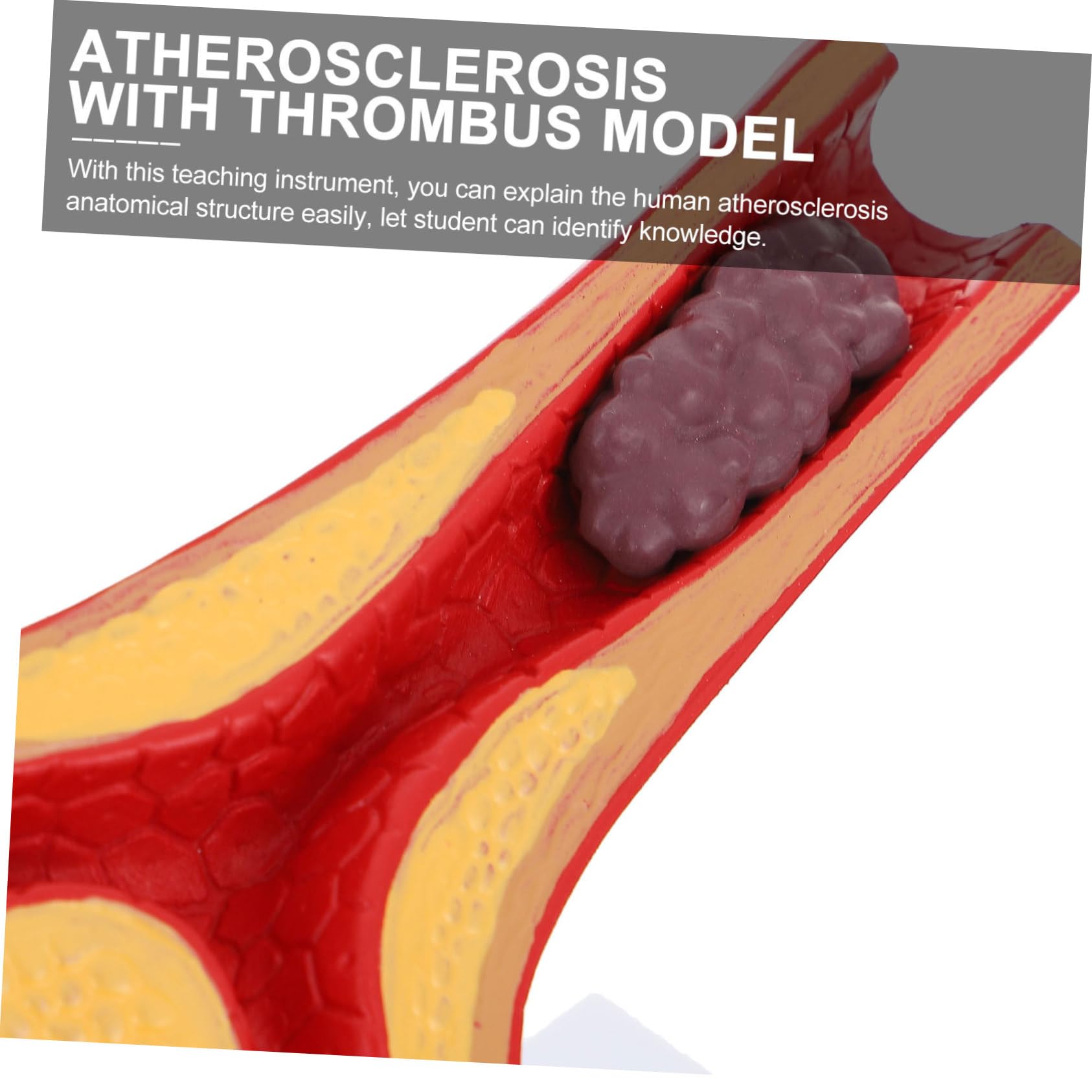 Foto 6 | Modelo Cardiovascular Anatómico Médico De Vasos Sanguíneos - Venta Internacional.