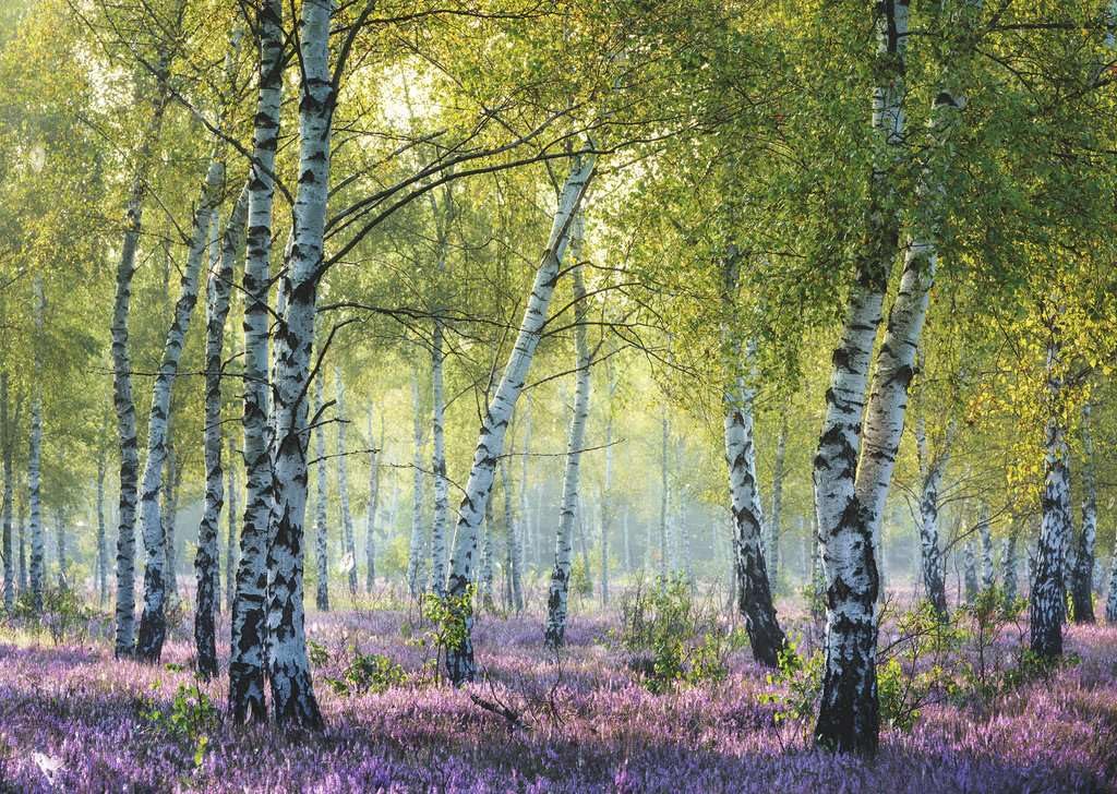 Foto 3 pulgar | Rompecabezas Ravensburger Birch Forest 1000 Piezas - Venta Internacional.