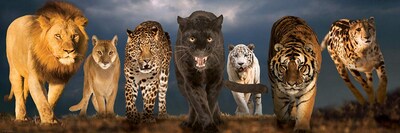 Foto 2 | Puzzle Eurographics Big Cats 1000 Piezas - Venta Internacional.