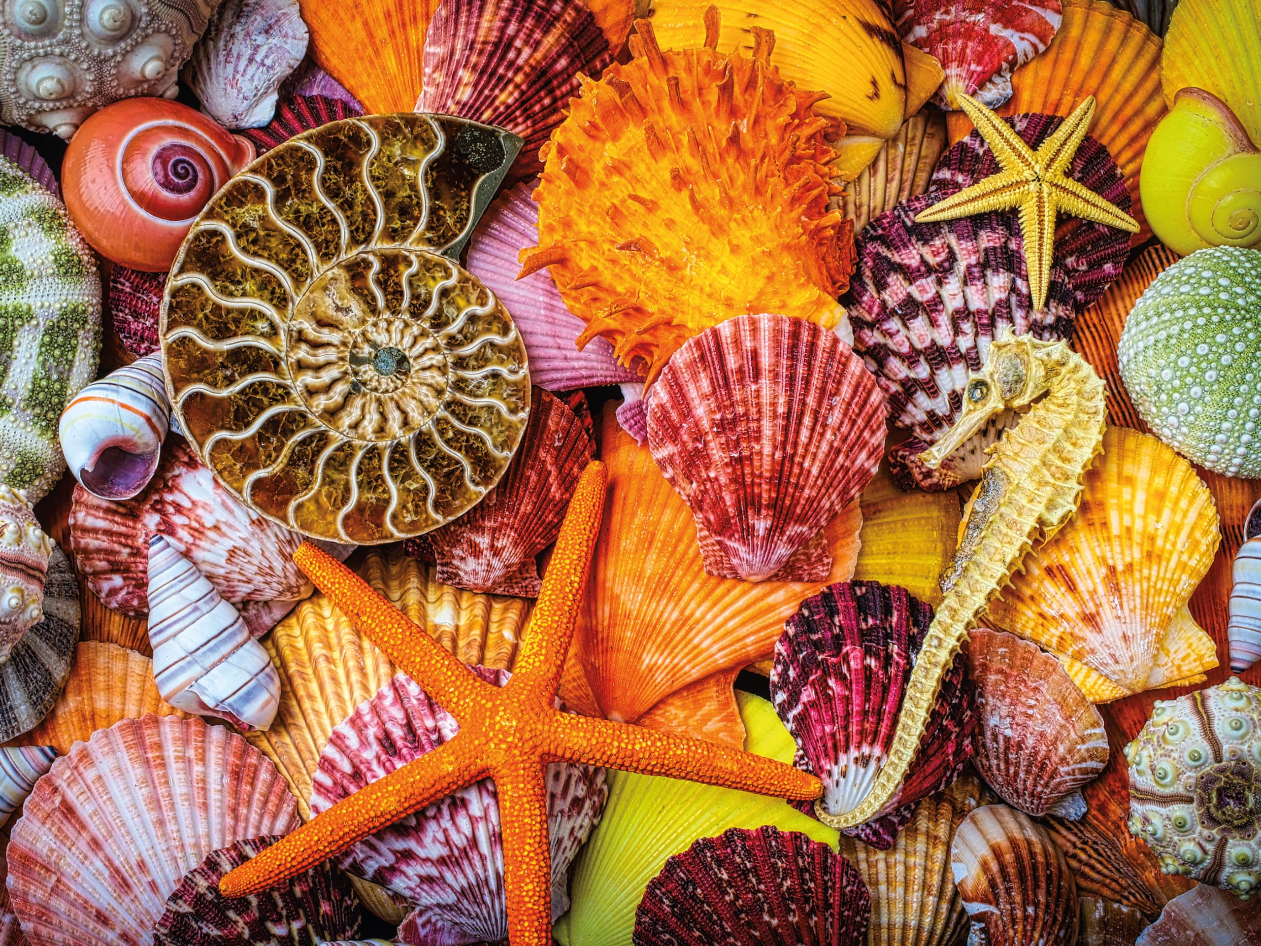 Foto 2 pulgar | Rompecabezas Ceaco Sensory Starfish And Shells 750 Piezas - Venta Internacional.