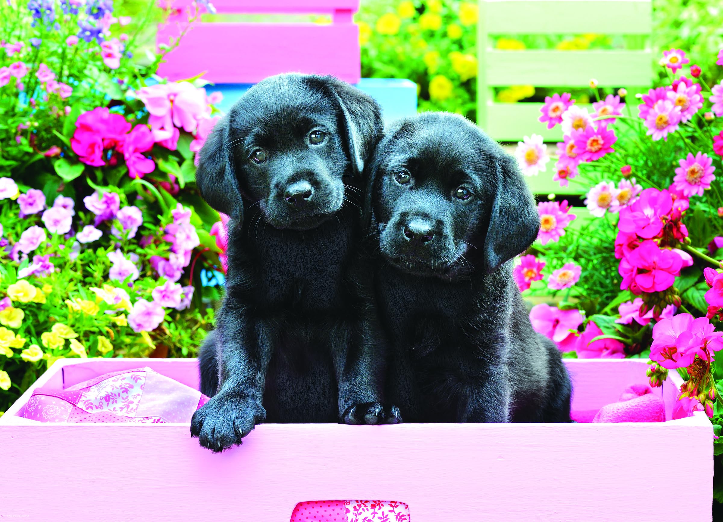 Foto 3 pulgar | Puzzle Eurographics Black Labs En Caja Rosa, 500 Piezas - Venta Internacional.