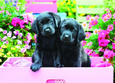 Foto 2 | Puzzle Eurographics Black Labs En Caja Rosa, 500 Piezas - Venta Internacional.