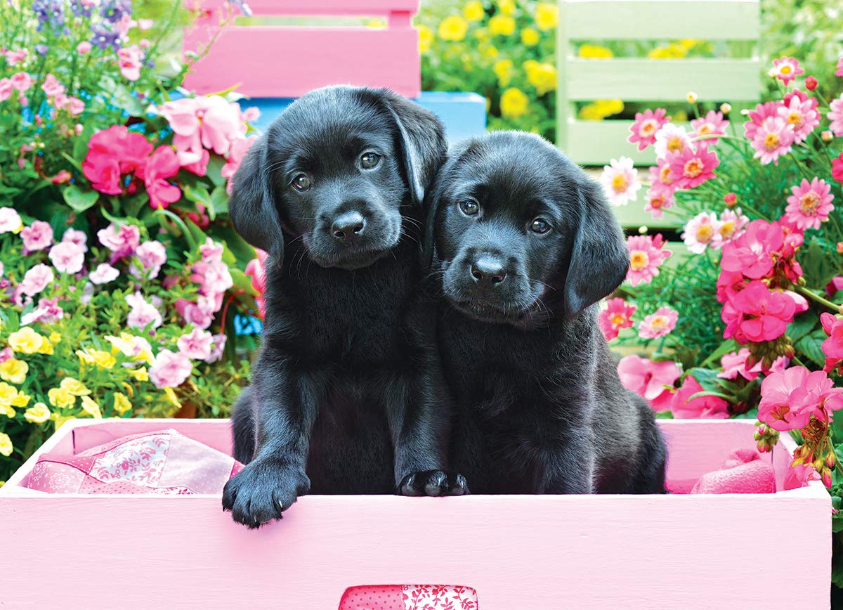 Foto 4 pulgar | Puzzle Eurographics Black Labs En Caja Rosa, 500 Piezas - Venta Internacional.