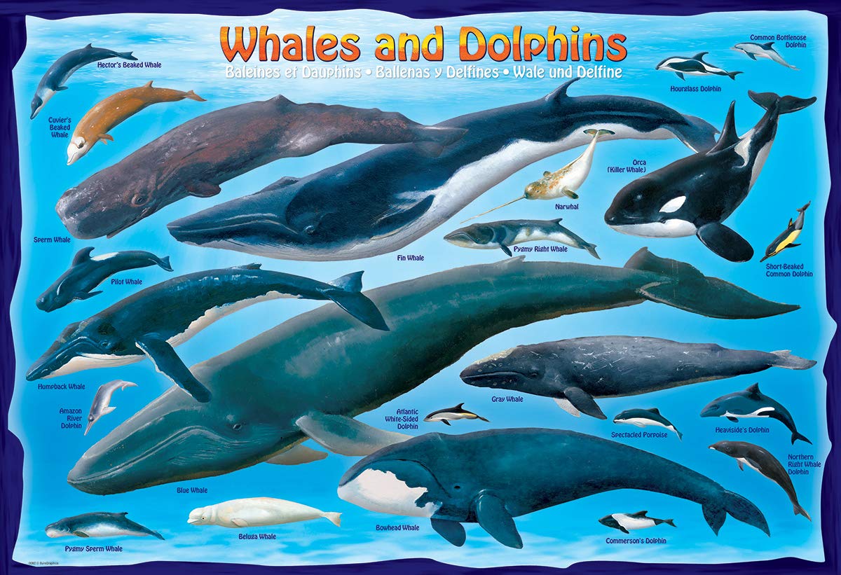 Foto 3 pulgar | Puzzle Eurographics Ballenas & Dolphins 100 Piezas - Venta Internacional.