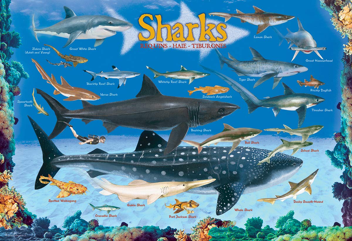 Foto 3 pulgar | Rompecabezas Eurographics Sharks 100 Piezas - Venta Internacional.