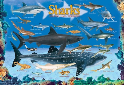 Foto 2 | Rompecabezas Eurographics Sharks 100 Piezas - Venta Internacional.