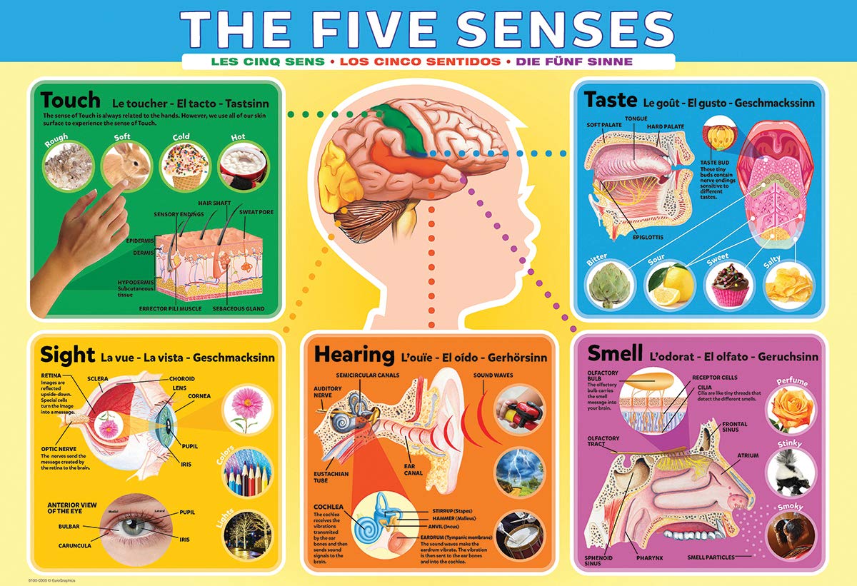 Foto 2 | Rompecabezas Eurographics Five Senses De 200 Piezas - Venta Internacional.