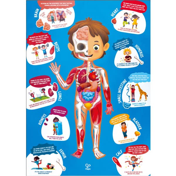 Foto 7 pulgar | Puzzle Con Forma De Cuerpo Humano, 60 Piezas, Educativo Para Mayores De 4 Años - Venta Internacional.