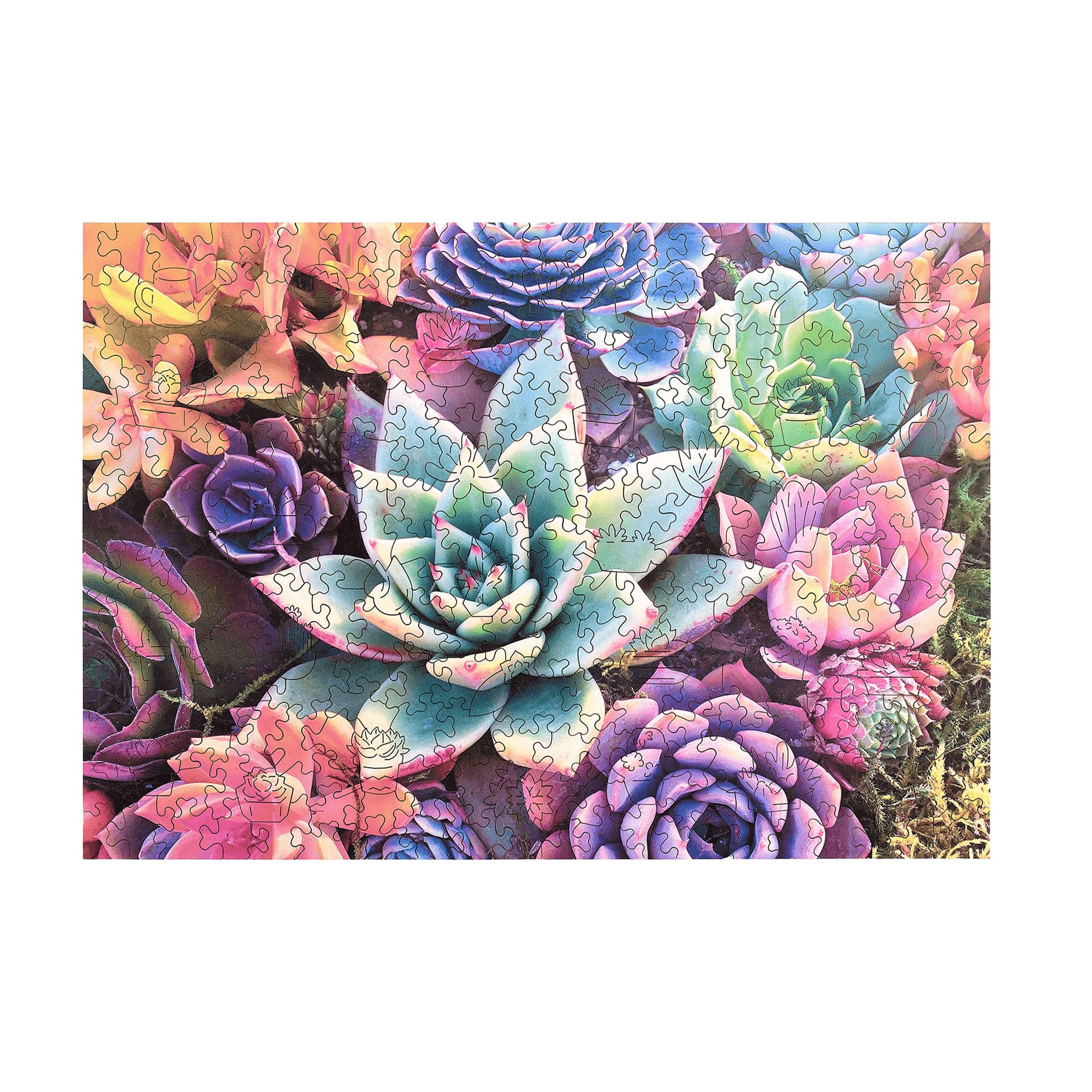 Foto 2 | Rompecabezas Buffalo Games Succulent, 250 Piezas, Más De 14 Años - Venta Internacional.