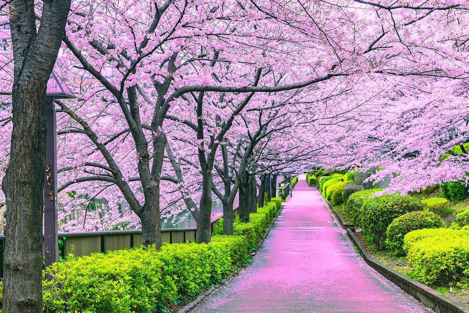 Foto 2 pulgar | Rompecabezas Toynk Cherry Blossom Bliss Tokio 1000 Piezas - Venta Internacional.