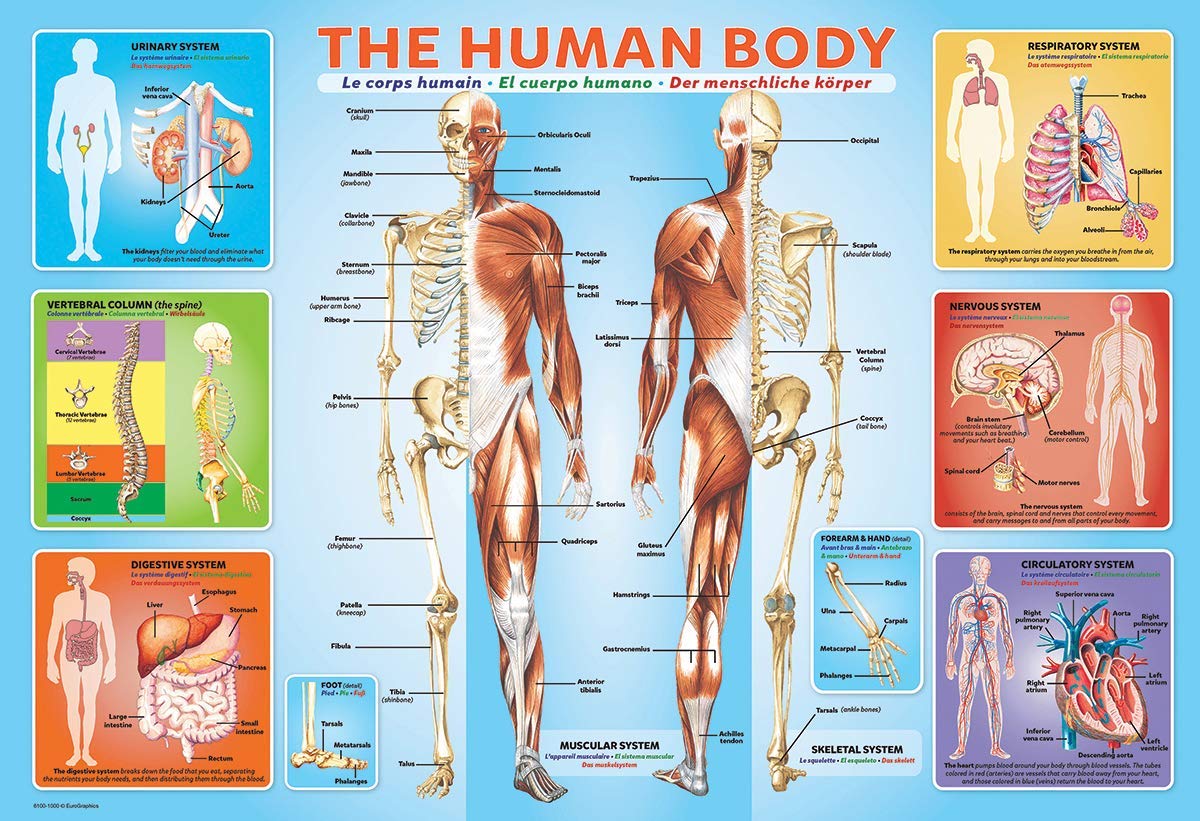 Foto 3 pulgar | Rompecabezas Eurographics Human Body 200 Piezas Para Niños - Venta Internacional.