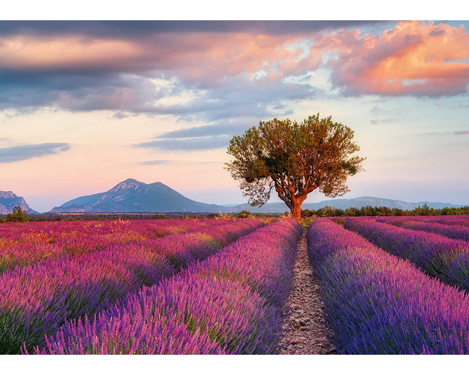 Foto 2 | Rompecabezas Ravensburger Campo de Lavanda con 1000 Piezas