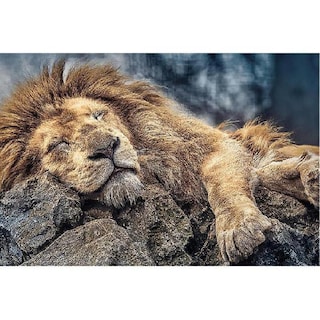 Foto 2 | Rompecabezas 1000 Piezas Trefl: León Durmiendo