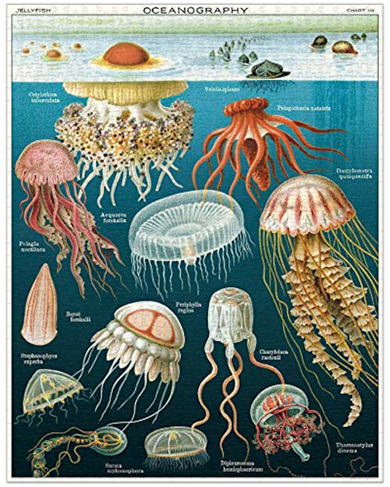 Foto 2 | Rompecabezas Cavallini Medusas 1000 Piezas