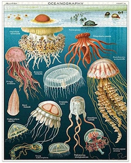 Foto 2 | Rompecabezas Cavallini Medusas 1000 Piezas