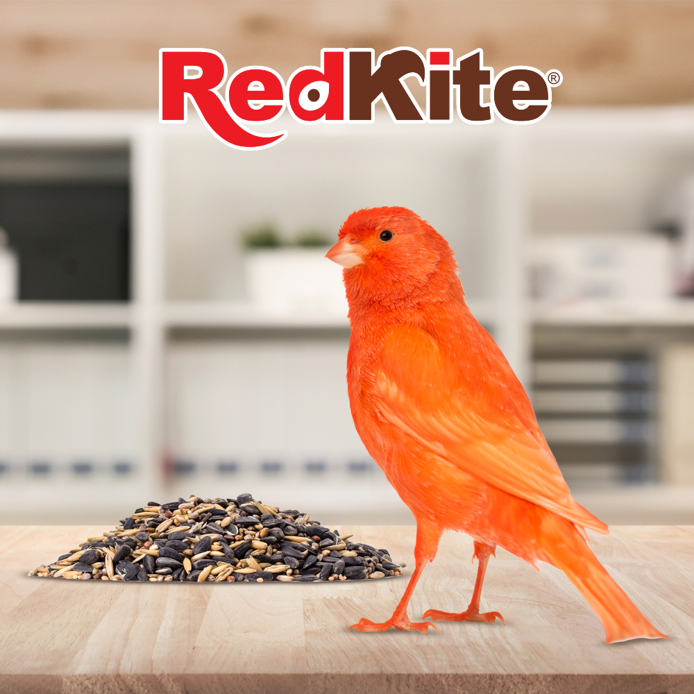 Foto 3 | Alimento Mezcla de Semillas Redkite para Canarios y Finches con 500 Gramos