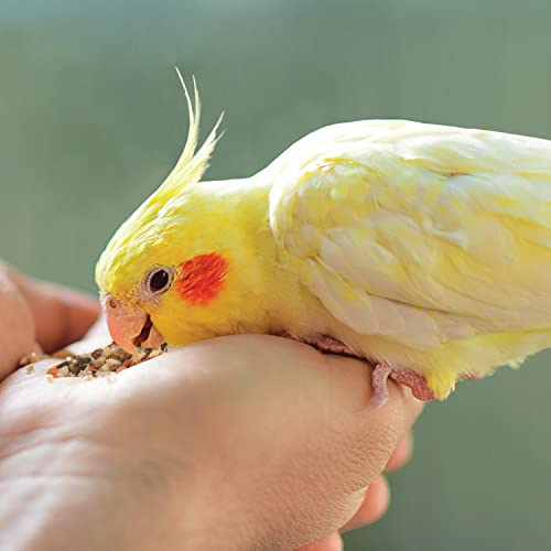 Foto 4 pulgar | Bocadillos Para Pájaros Para Mascotas Kaytee Food From The Wild, 90 Ml - Venta Internacional.
