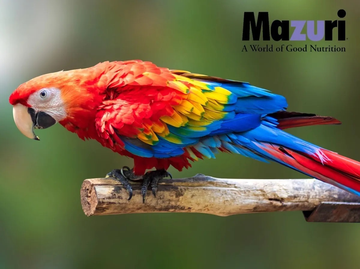 Foto 6 pulgar | Mazuri Large Bird Diet Alimento Para Loro  Guacamaya  Cacatua 11.34 kg (25 lb)