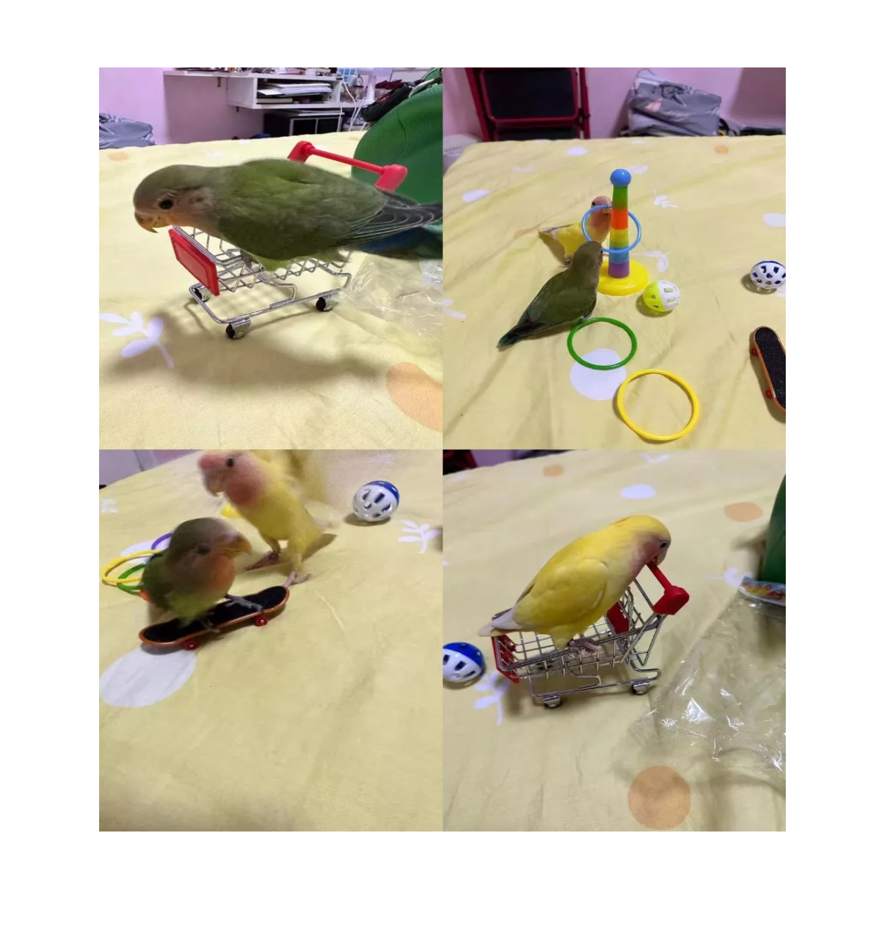 Foto 3 pulgar | Juguetes de Entrenamiento Lab.G 7 Piezas para Aves