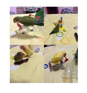 Foto 2 | Juguetes de Entrenamiento Lab.G 7 Piezas para Aves