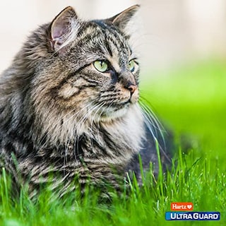 Foto 7 | Prevención De Pulgas Y Garrapatas Hartz Ultraguard Pro Para Gatos Durante 3 Meses - Venta Internacional.