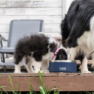 Foto 6 | Plato para Mascota Yeti de Acero Inoxidable-Venta Internacional