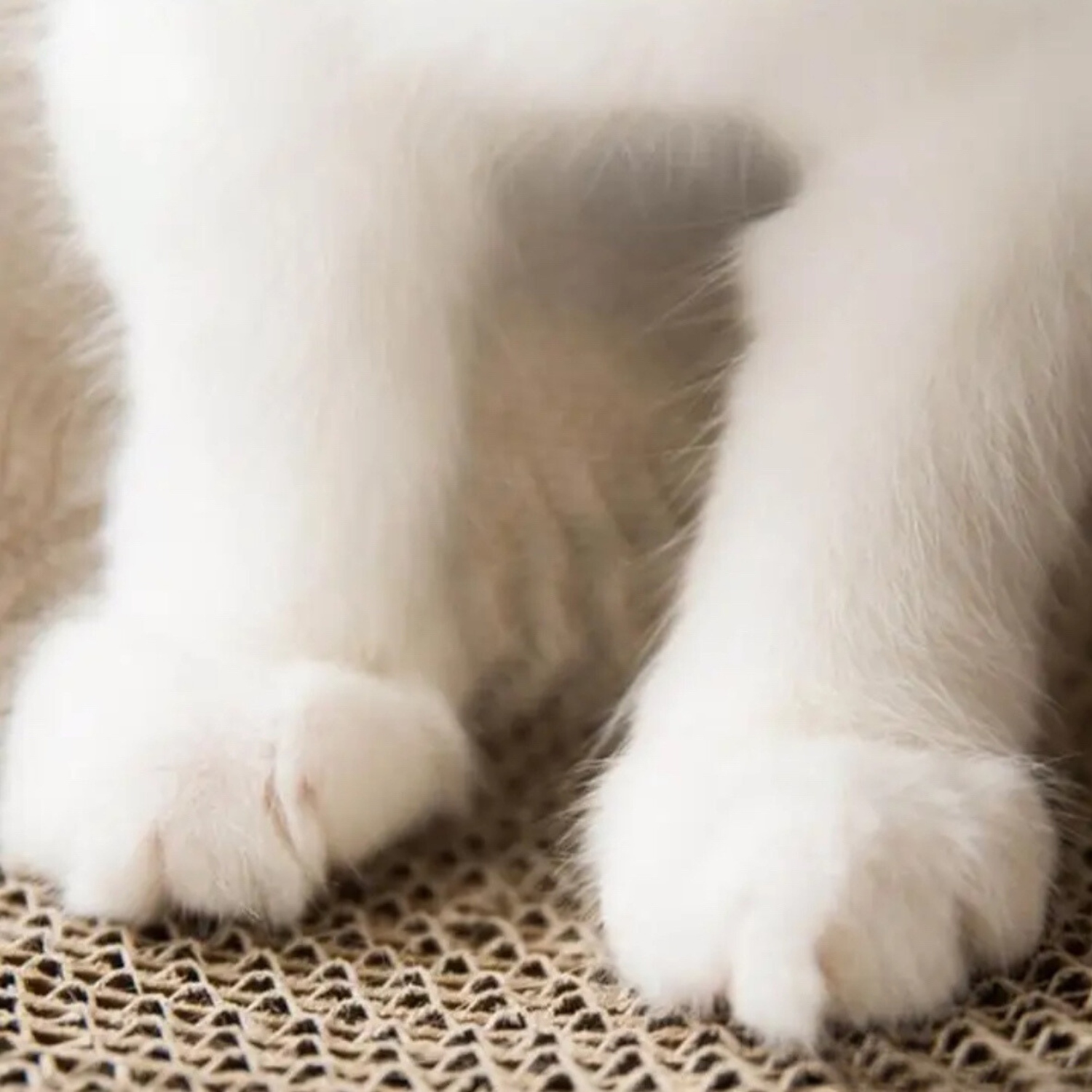 Foto 6 | Rascador Redondo Para Gato JustClick MX