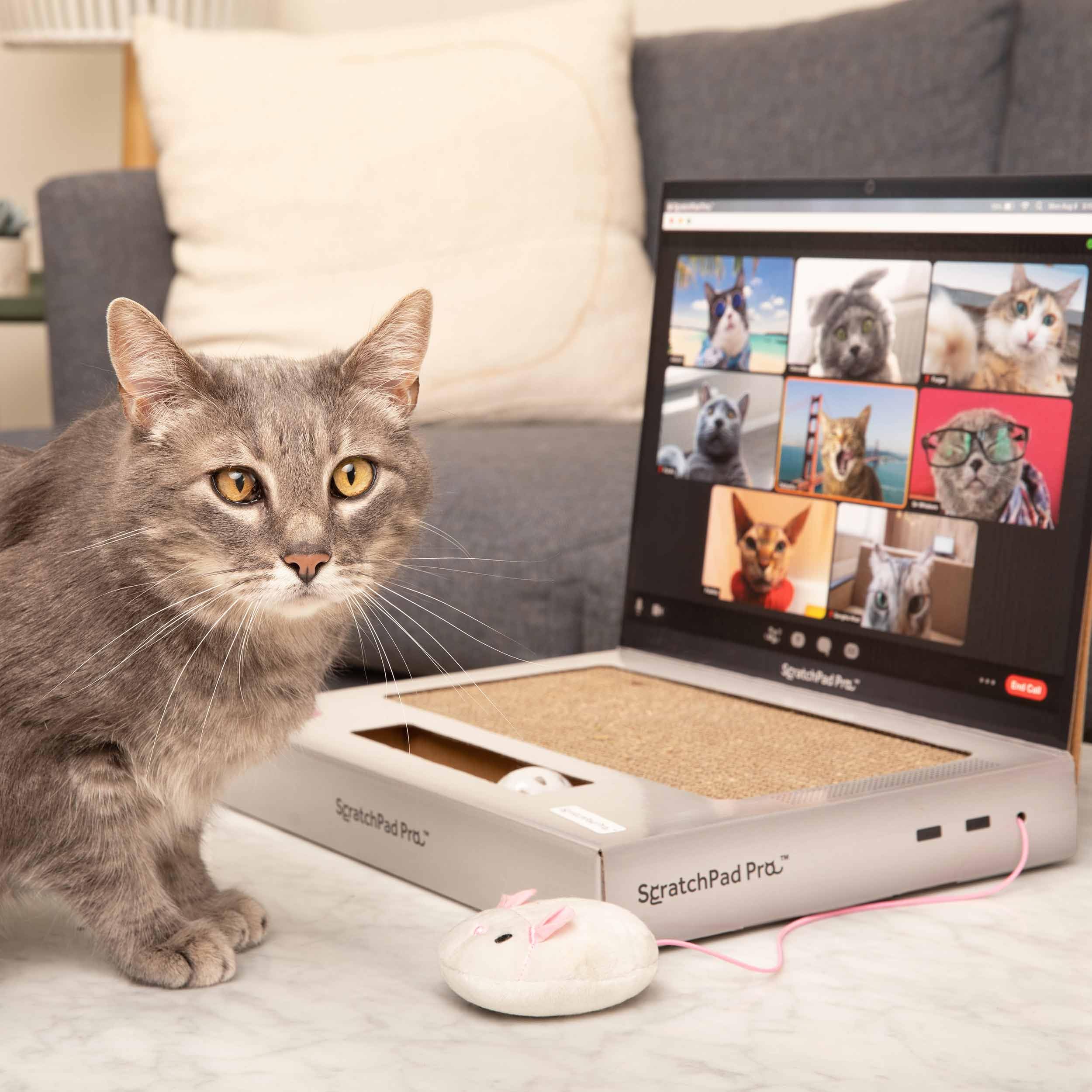 Foto 3 pulgar | Laptop Cat Toy Scratcher Con Pantalla De Videochat Y Ball Track P - Venta Internacional.
