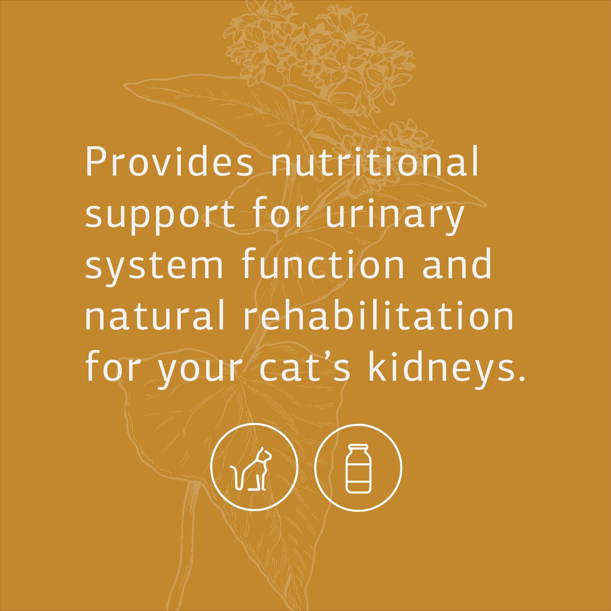 Foto 4 pulgar | Suplemento Para Gatos Standard Process Feline Renal Support 90 Comprimidos - Venta Internacional.
