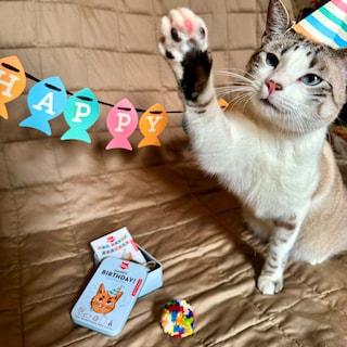 Foto 2 | Kit Feliz Cumpleaños para Gato Kikkerland