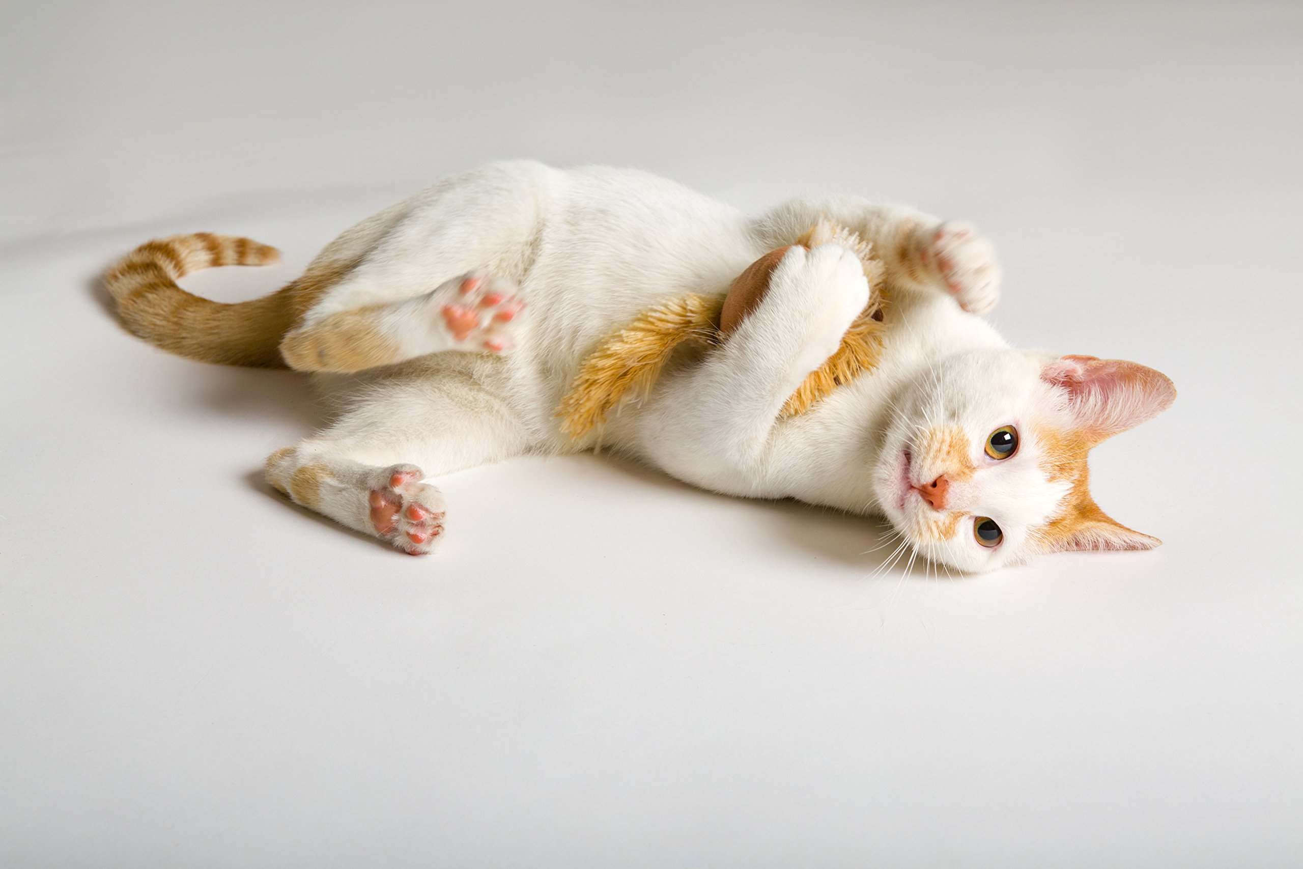 Foto 6 pulgar | Ratón Vibrador Para Gatos Hartz, Solo Para Gatos Corriendo, Roedores - Venta Internacional.