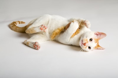 Foto 5 | Ratón Vibrador Para Gatos Hartz, Solo Para Gatos Corriendo, Roedores - Venta Internacional.