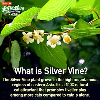 Foto 6 | Paquete Variado De Juguetes Para Gatos Hartz Cattraction Con Silver Vine Y Catn - Venta Internacional.