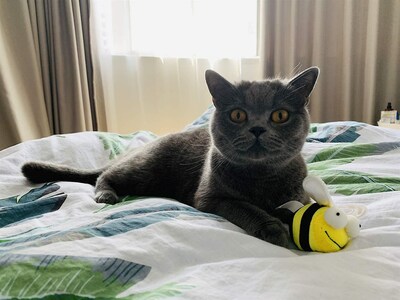 Foto 2 | Set Interactivo De Juguetes Para Gatos Con Sonido Animal De Huoguo - Venta Internacional.