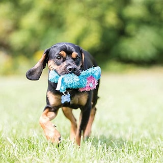 Foto 2 | Juguete De Peluche Para Perros Kong Cozie Ali Cozie Alligator Cuddle Squeaky X-larg - Venta Internacional.