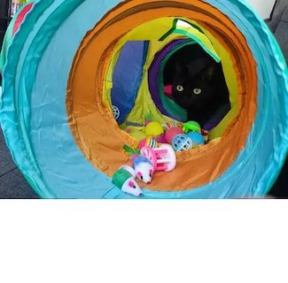 Foto 4 | 22 Piezas De Juguetes Para Gatos Mascotas Túnel Para Gatos