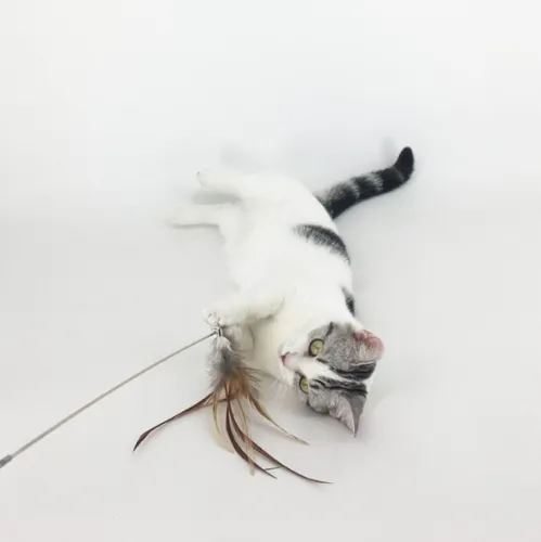 Foto 4 pulgar | Varita Plumas  Xtellar Pro Gatos Juguete Interactivo Extensible